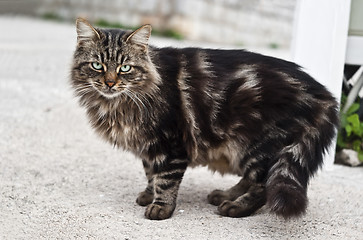 Image showing cat with green eyes