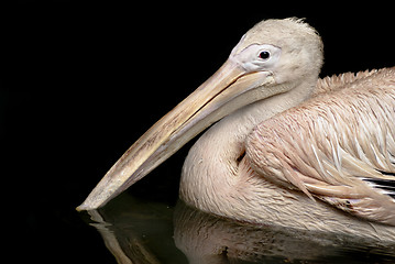 Image showing Beautiful white rosy Pelican