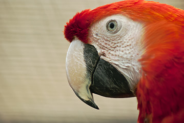 Image showing Head of red macaw parrot