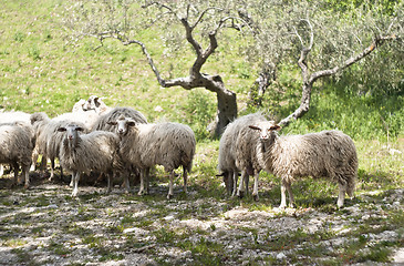 Image showing Sheep on the sicilian farm