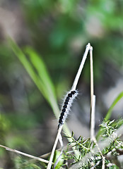 Image showing closeup of moth caterpillar