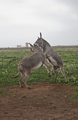 Image showing struggle between two donkeys