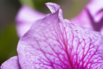 Image showing petal orchid with water drops