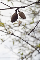 Image showing Almond tree with fruits