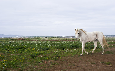 Image showing white horse