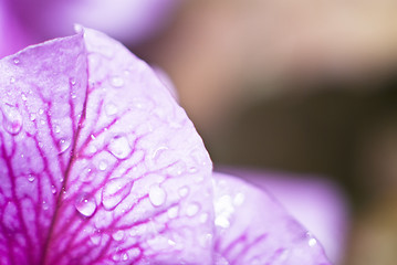 Image showing petal orchid with water drops