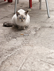 Image showing cat with cigarette