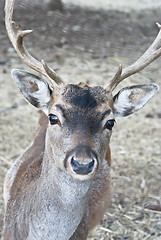 Image showing deer in forest closeup