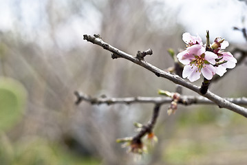 Image showing Almond tree with white pink flowers with branches
