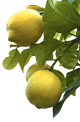 Image showing Lemons 