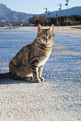 Image showing stray cat with mountains in the background