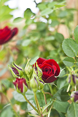 Image showing Red rosebud in the garden