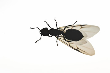 Image showing fly on white background