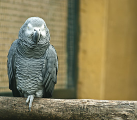 Image showing Grey parrot on wood