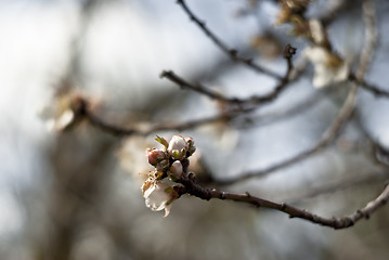 Image showing Almond tree