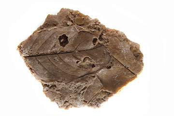 Image showing leaf print in the stone - fossil