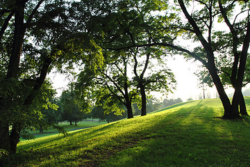 Image showing spring in the green park 