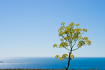 Image showing Fennel flower