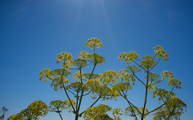 Image showing Dill flowers