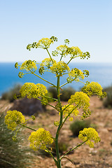 Image showing Fennel plant