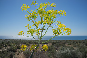 Image showing Fennel