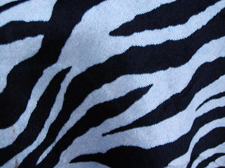 Image showing Zebra