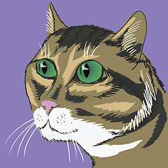 Image showing cat