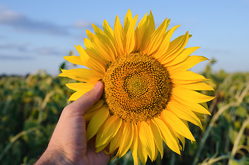 Image showing hand showing sunflower over field