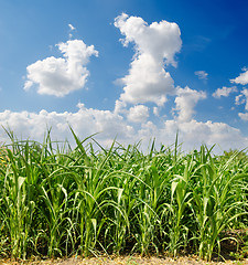 Image showing Beautiful green maize field