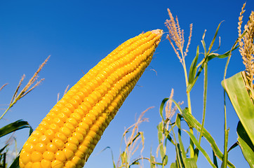 Image showing fresh raw maize