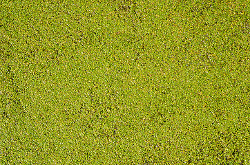 Image showing duckweed as good background