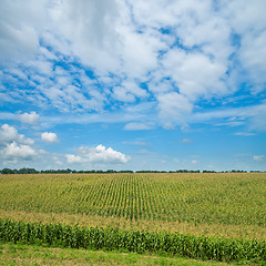 Image showing field with green maize under cloudy sky