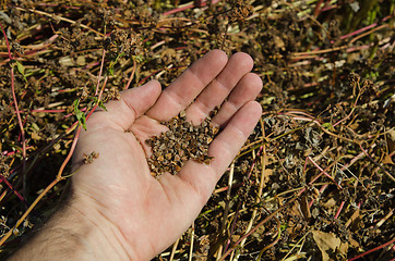 Image showing buckwheat in hand over field