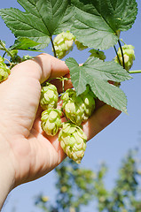 Image showing green hops in hand