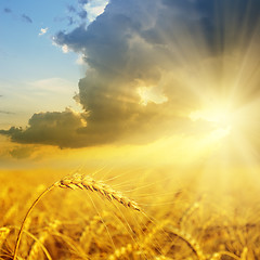 Image showing field with gold ears of wheat in sunset