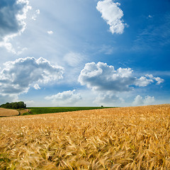 Image showing golden field under cloudy sky