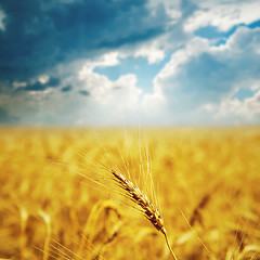 Image showing gold ears of wheat under dramatic sky