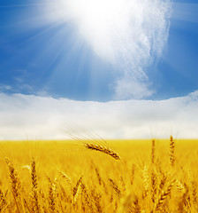Image showing sun over golden field