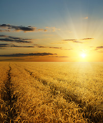 Image showing sunset over field with gold harvest