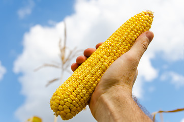 Image showing fresh golden maize in hand