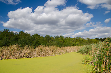 Image showing green swamp and reeds under cloudy sky