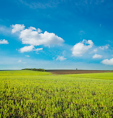 Image showing agricultural green field