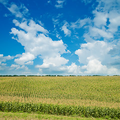 Image showing field with green maize under cloudy sky