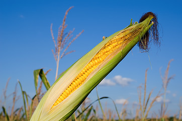 Image showing fresh raw corn on the cob with husk
