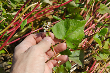 Image showing buckwheat in hand over field