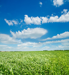 Image showing green grass under cloudy sky