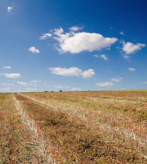 Image showing collected harvest of buckwheat in windrows under cloudy sky