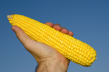 Image showing fresh golden maize in hand