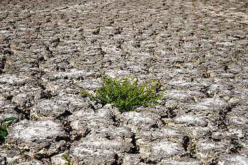 Image showing green plant in dried cracked mud