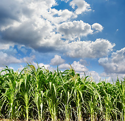 Image showing green maize field